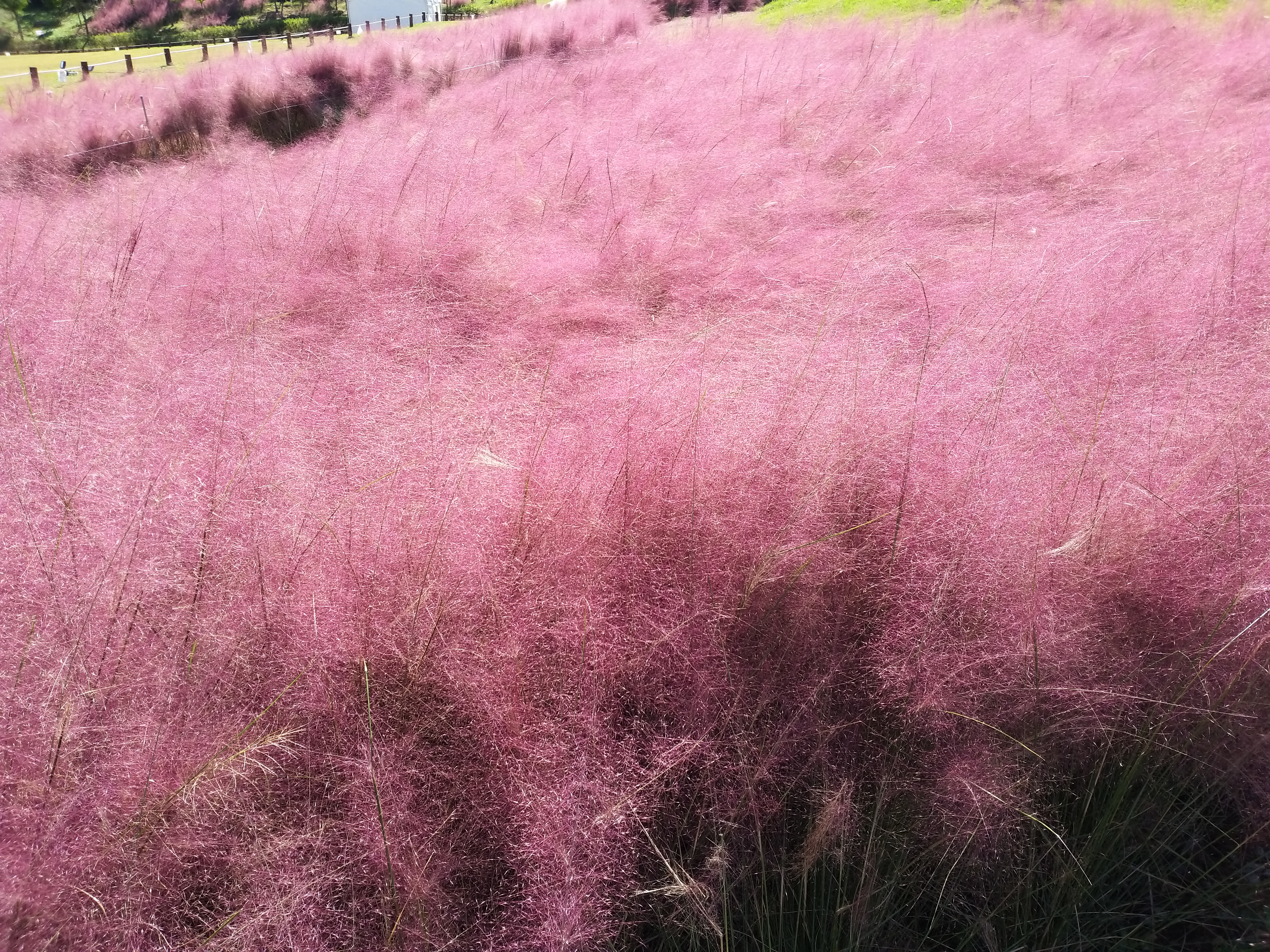 핑크로 물들인 국립나주박물관 Ⅰ 이미지