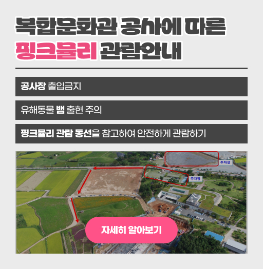 복합문화관 공사에 따른 핑크뮬리 관람안내
